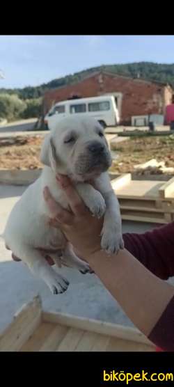 Erkek-Dişi Sevimli Labrador Retriever Yavrular 3