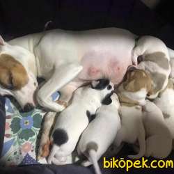Erkek Jack Russell 3