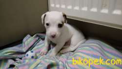 Erkek Jack Russell 1