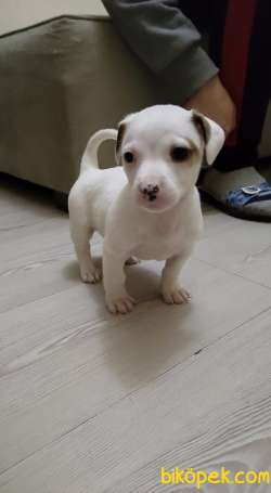 Erkek Jack Russell 2