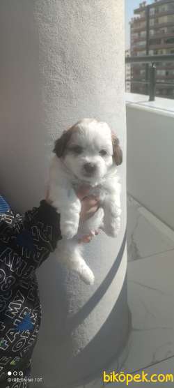 Erkek Kar Beyaz Morkie 5