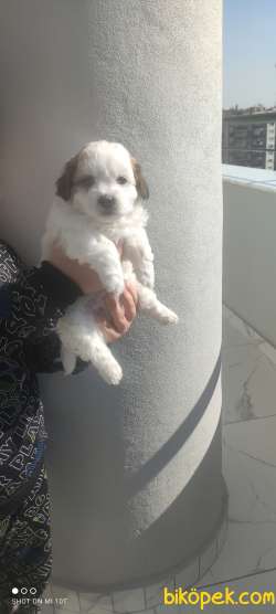 Erkek Kar Beyaz Morkie 4