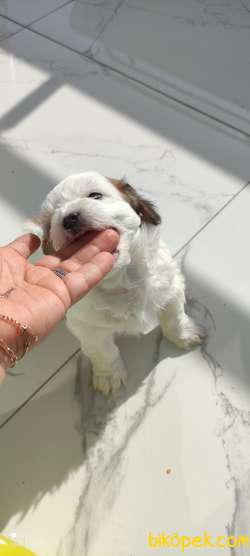 Erkek Kar Beyaz Morkie 2