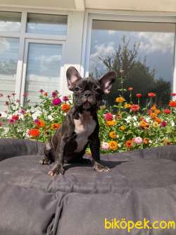 Erkek Koca Kafa French Bulldog Yavrumuz 1