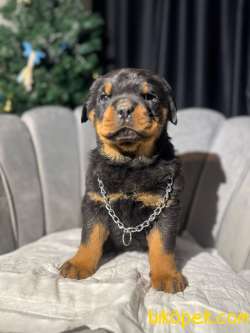 Erkek Koca Kafa Rottweiler Yavrular