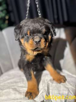 Erkek Koca Kafa Rottweiler Yavrular 2