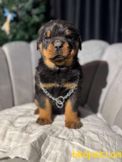 Erkek Koca Kafa Rottweiler Yavrular 3