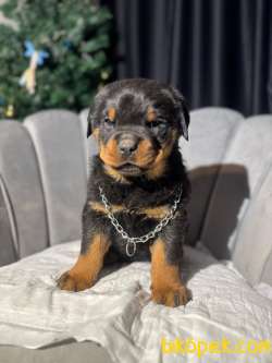 Erkek Koca Kafa Rottweiler Yavrular 5