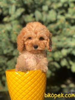 ERKEK MALTİPOO BEBEKLER 1
