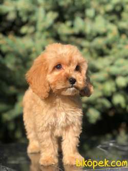 ERKEK MALTİPOO BEBEKLER 2