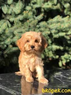 ERKEK MALTİPOO BEBEKLER 5