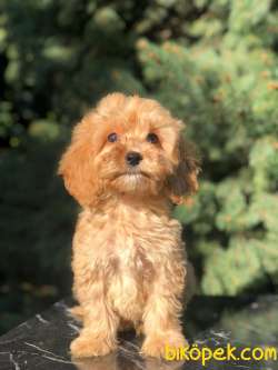 ERKEK MALTİPOO BEBEKLER 3