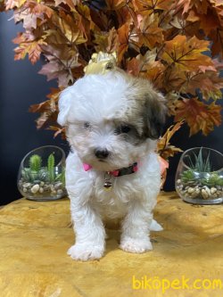 Erkek Maltipoo Yavrumuz 3