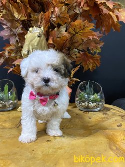 Erkek Maltipoo Yavrumuz 2