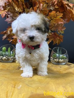 Erkek Maltipoo Yavrumuz 1