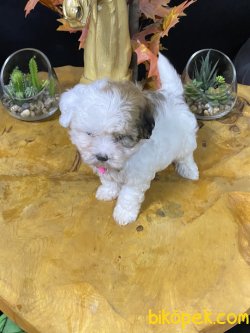 Erkek Maltipoo Yavrumuz 4