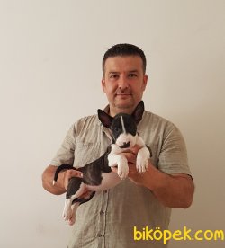 ERKEK  MİNYATÜR BULL TERRİER 1