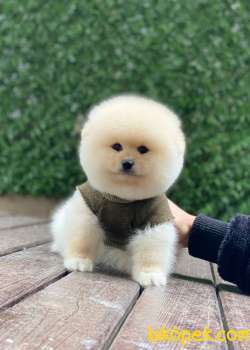 Erkek Pomeranian Yavrumuz Dexter 3