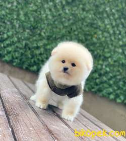 Erkek Pomeranian Yavrumuz Dexter