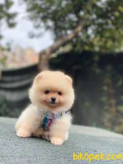 Erkek Pomeranian Yavrumuz Duck 4