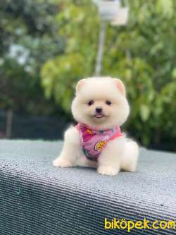 Erkek Pomeranian Yavrumuz Max 4