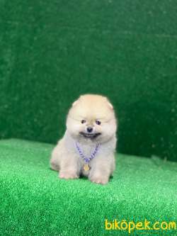 Erkek Pomeranian Yavrumuz Max 4