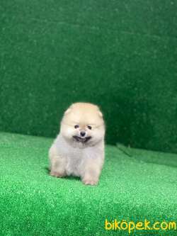 Erkek Pomeranian Yavrumuz Max 2