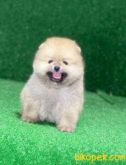 Erkek Pomeranian Yavrumuz Max