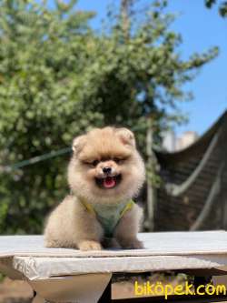 Erkek Pomeranian Yavrumuz Yeni Yuvasını Bekliyor