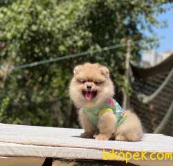 Erkek Pomeranian Yavrumuz Yeni Yuvasını Bekliyor 3