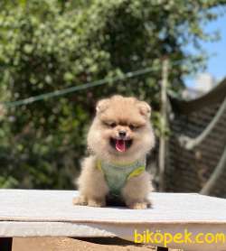 Erkek Pomeranian Yavrumuz Yeni Yuvasını Bekliyor 4