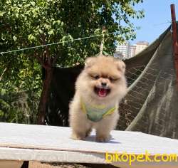Erkek Pomeranian Yavrumuz Yeni Yuvasını Bekliyor 2