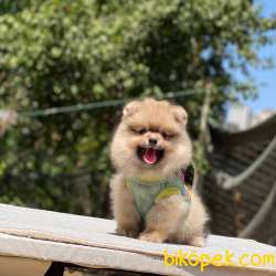 Erkek Pomeranian Yavrumuz Yeni Yuvasını Bekliyor 5
