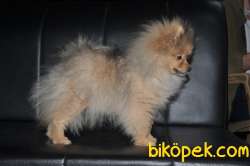 Erkek Pomerinian 4