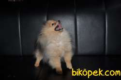 Erkek Pomerinian 1