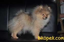 Erkek Pomerinian 3