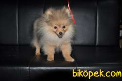 Erkek Pomerinian 2