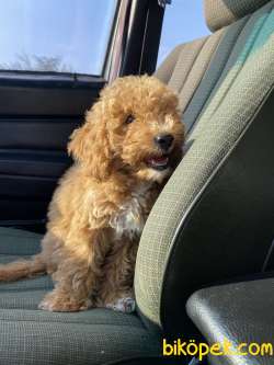 Erkek RED Toy Poodle 3