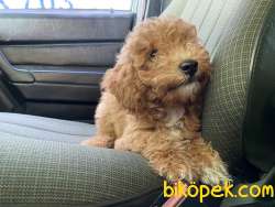 Erkek RED Toy Poodle 2
