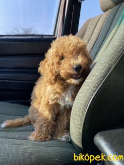Erkek RED Toy Poodle 1