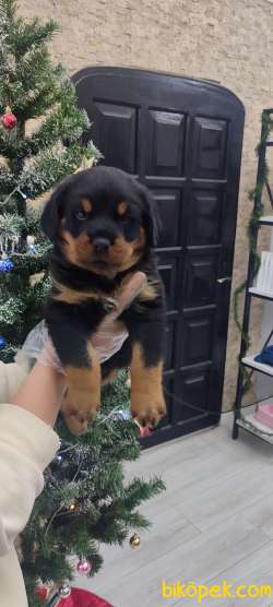 Erkek Rottweiler Yavrumuz 3