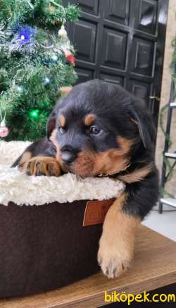 Erkek Rottweiler Yavrumuz