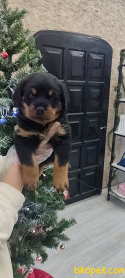 Erkek Rottweiler Yavrumuz 2