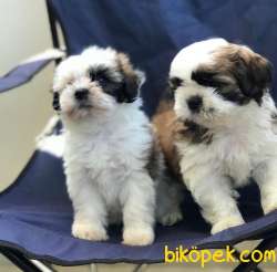Erkek ShihTzu Yavrularım 1