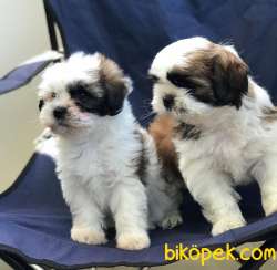 Erkek ShihTzu Yavrularım 2