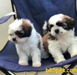 Erkek ShihTzu Yavrularım 3