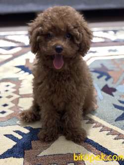 Erkek Toy Poodle