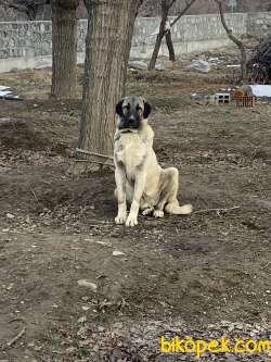 Erzincan’da Kangal-Malaklı 15 Aylık Erkek Köpek 3