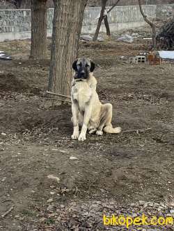 Erzincan’da Kangal-Malaklı 15 Aylık Erkek Köpek 2