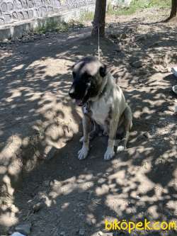Erzincan’da Kangal-Malaklı 15 Aylık Erkek Köpek 1
